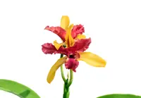 Laeliocattleya Len Zieff