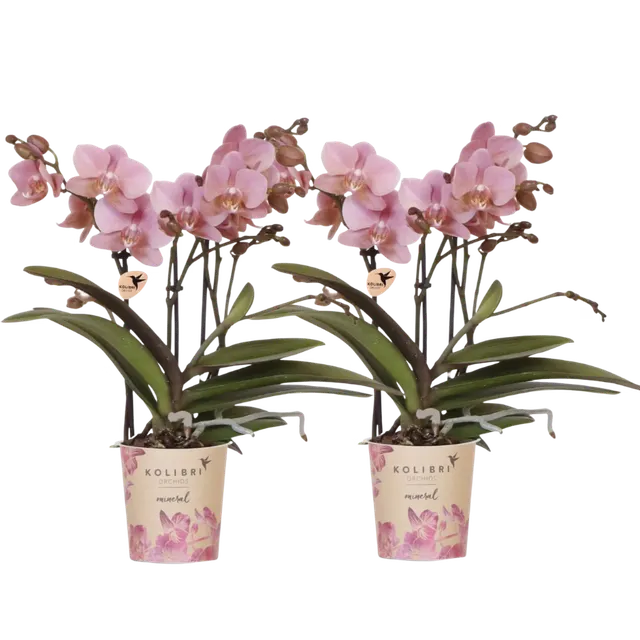Phalaenopsis Treviso