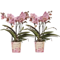 COMBI DEAL – 2 oud roze Treviso orchideeën