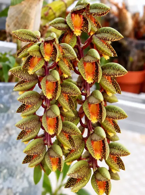 Catasetum schunkei (Catasetum)