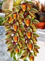 Catasetum Schunkei Blooming Size – Mounted