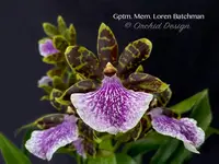 Galeopetalum (Zygo.) Memoria Loren Batchman – Huge Plant, Fragrant!