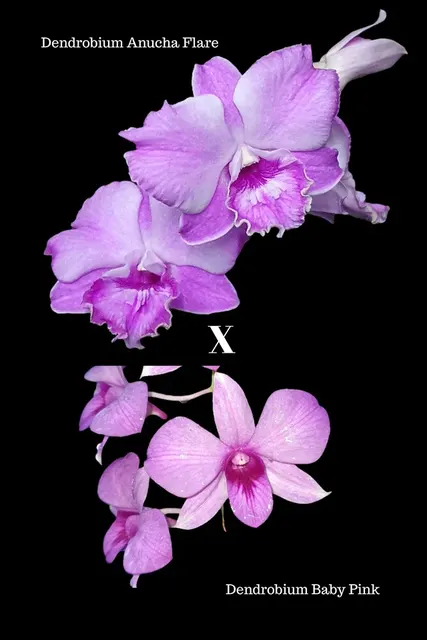 Dendrobium Anucha Flare X Dendrobium Baby Pink Ex Taiwan