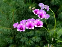 Dendrobium bigibbum x Pink Pixie
