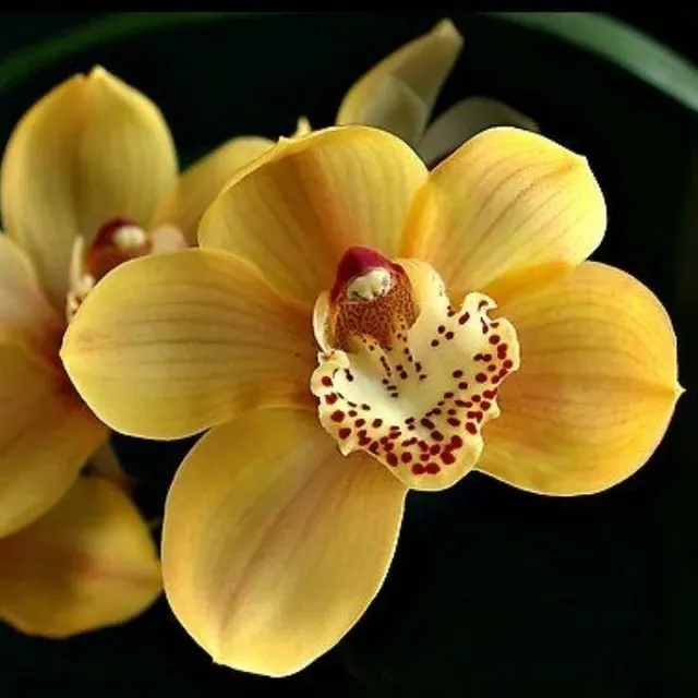 Cymbidium Valley Picture 'Ayers Rock' (Cymbidium)