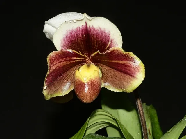 Paphiopedilum Cocoa Pawbella