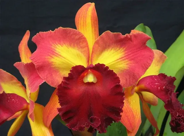 Rhyncholaeliocattleya Kuan-Miao Chen