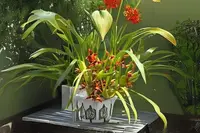 Blooming Size Cutting Coconut Orchid Maxillaria tenuifolia - Fragrant Epiphytic Orchid Species Plant for Beginners