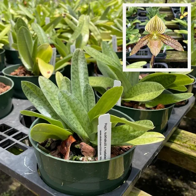 Paphiopedilum sukhakulii x roebbelinii