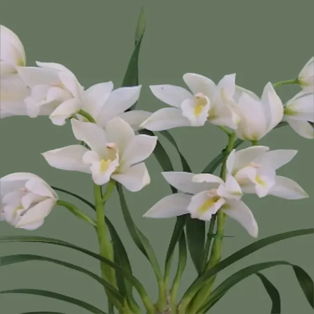 Cymbidium Enzan Long Tail 'Cotton Dress'