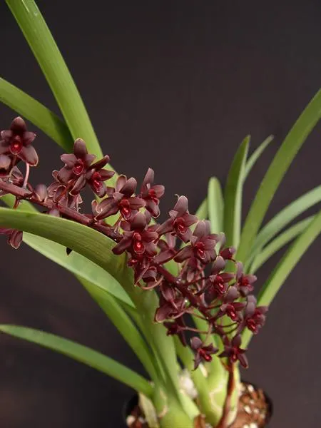 Cymbidium Helen Bannerman 'Black Magic' (Cymbidium)