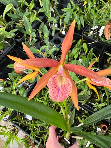 Brassocattleya Golden Glory (Brassocattleya)