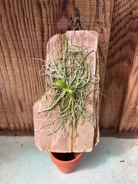 Chiloschista yunnanensis (Chiloschista)