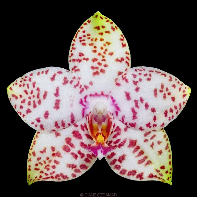 Phalaenopsis Brother Princess 'Hai Tony' (Phalaenopsis)