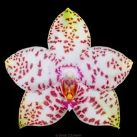 Phalaenopsis Brother Princess 'Hai Tony' — Fără flori, frunze cu defecte - ghiveci 2.5 inch
