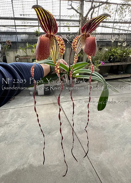Paphiopedilum Yang-Ji Hawk 'Long River' (Paphiopedilum)
