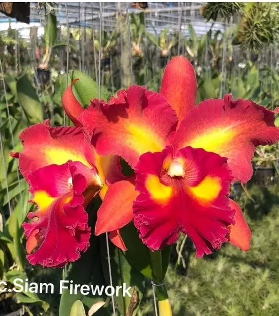 Rhyncholaeliocattleya Siam Fireworks (Rhyncholaeliocattleya)