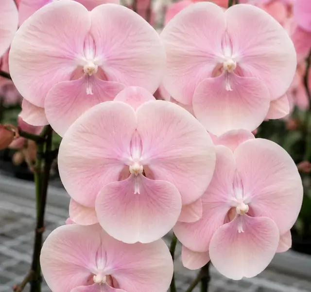 Phalaenopsis Meeting You
