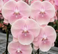 Phalaenopsis Meeting You Blooming Size