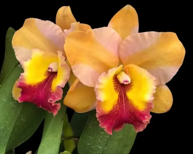Rhyncholaeliocattleya Siam Skyline 'Coffee Prince' (Rhyncholaeliocattleya)