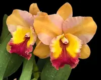 Rlc. Siam Skyline 'Coffee Prince'