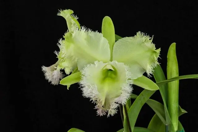Cattleya Alliance - Rlc. Golf Green 'Hair Pig' (Cattleya)