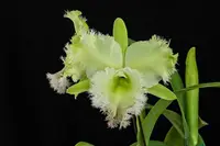 Cattleya Alliance - Rlc. Golf Green 'Hair Pig' — NBS