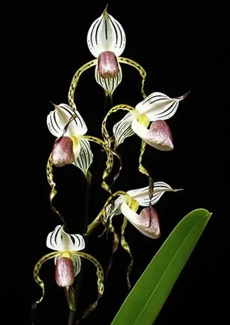 Paphiopedilum stonei