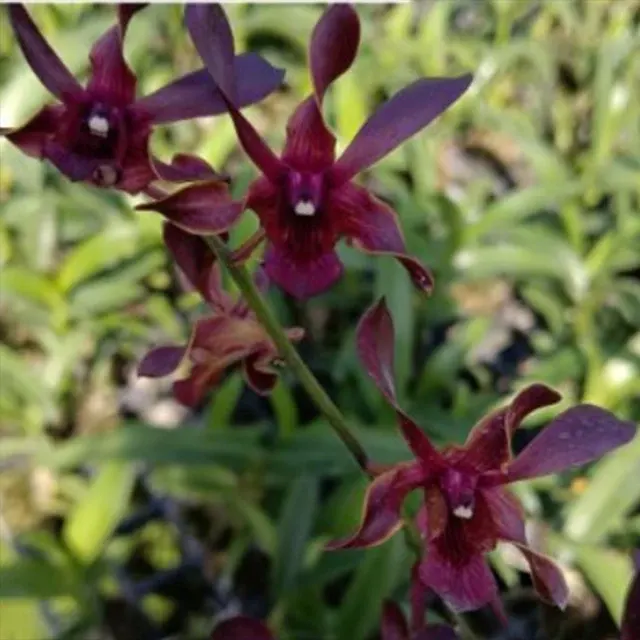 Dendrobium Red Dragon (Dendrobium)