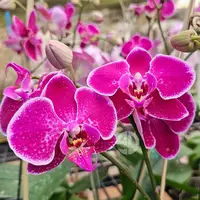 Phalaenopsis Orchid Bulls Eye Mature Plant - Ready To Flower