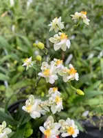 Oncidium Twinkle 'Fragrance Fantasy' White — Multi-Spike