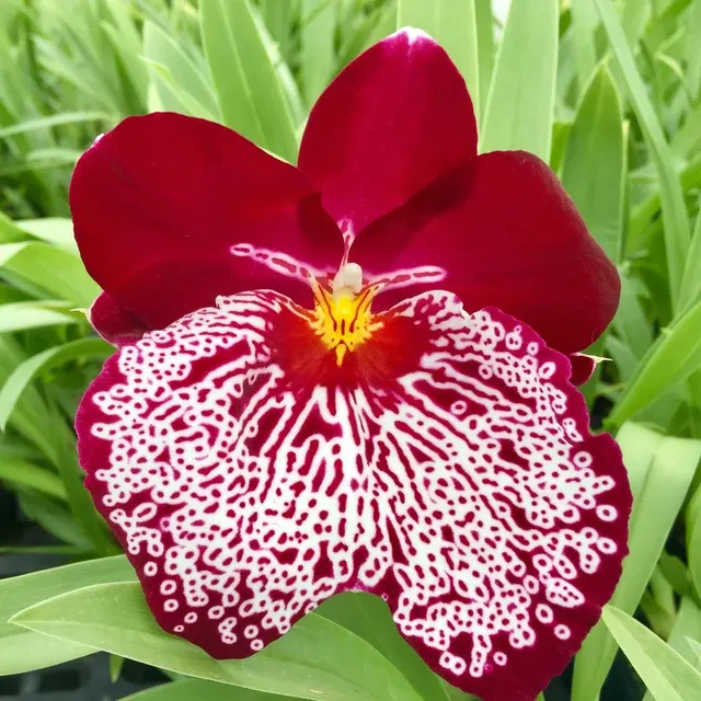 Miltoniopsis Breathless 'Good Woman'
