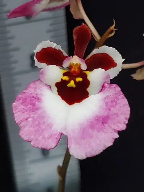 Tolumnia Jairak Firm 'Pink Lady' (Tolumnia)