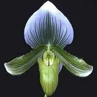 Paph. Maudiae Napa Valley X Paph. Hsinying Alex-BS