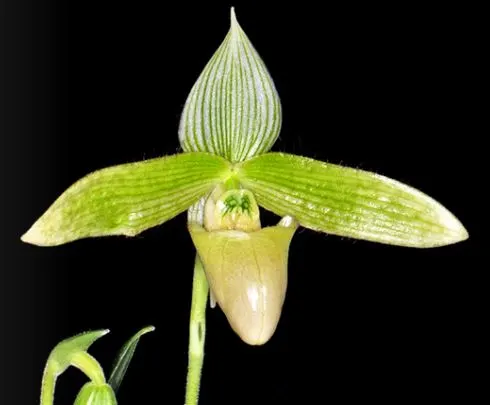 Paphiopedilum sukhakulii album (Paphiopedilum)
