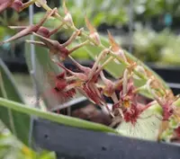 Bulbophyllum barbigerum 'Elizabeth'