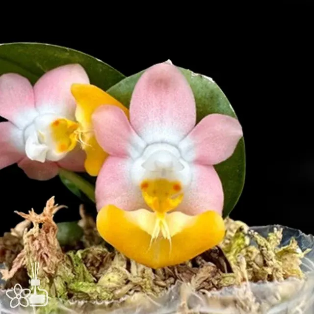 Phalaenopsis lobbii var. (flava × pink)