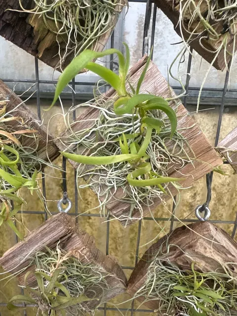 Tolumnia urophylla mounted (Tolumnia)