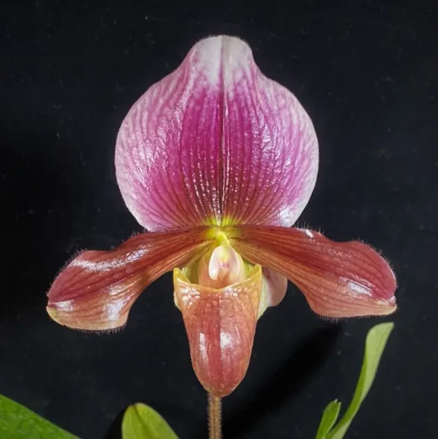 Paphiopedilum charlesworthii x vini/red Maudiae (Paphiopedilum)