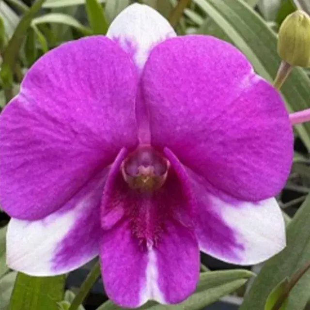Dendrobium Bangkok Mini (Dendrobium)