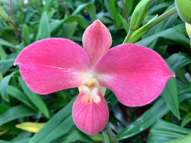 Phragmipedium Vingtaine Du Roquier EYOF 9610 (Phragmipedium)