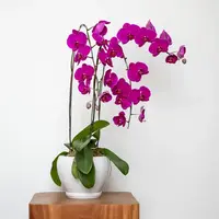 Purple Phalaenopsis Orchid (3 Stalks) — Johor