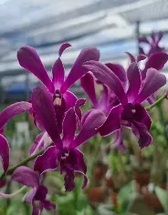 Dendrobium Ceasar Red (Dendrobium)