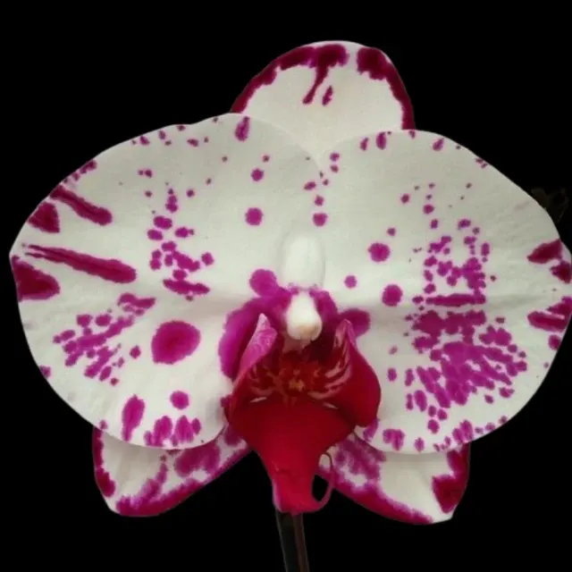 Phalaenopsis JCJD09
