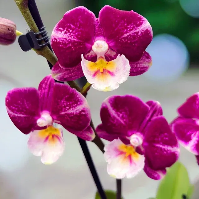 Phalaenopsis Johana Big Lip