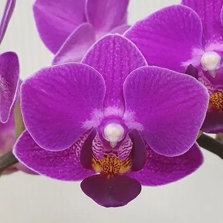 Phalaenopsis Sogo Yenlin