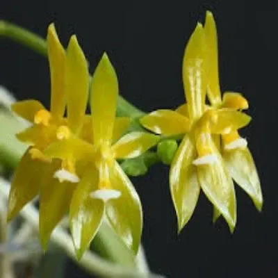 Phalaenopsis cornu cervi var flava sp (Phalaenopsis)