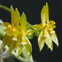 Phalaenopsis cornu cervi var flava sp.