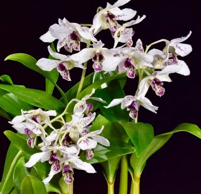 Dendrobium Roy Tokunaga 'Spots'