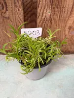 COMPOT—Tolumnia urophylla